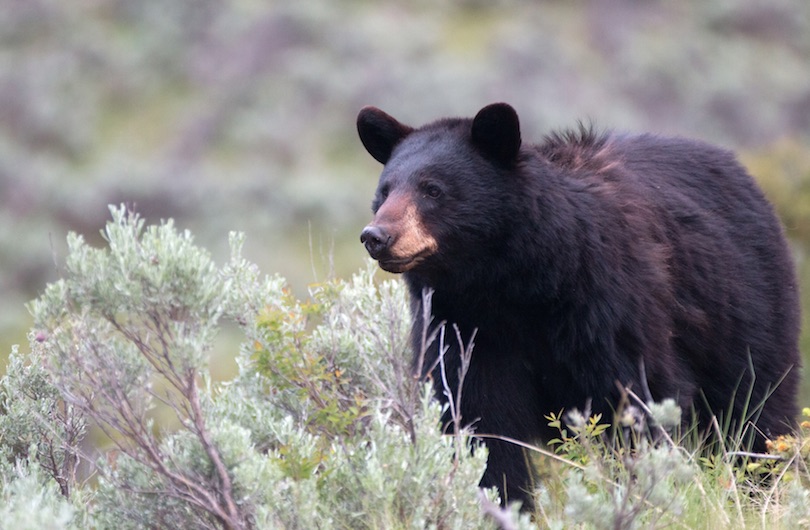 American Black Bear