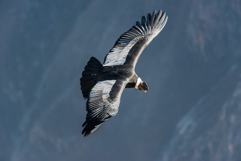 Andean condor flying in the Colca Canyon, Peru