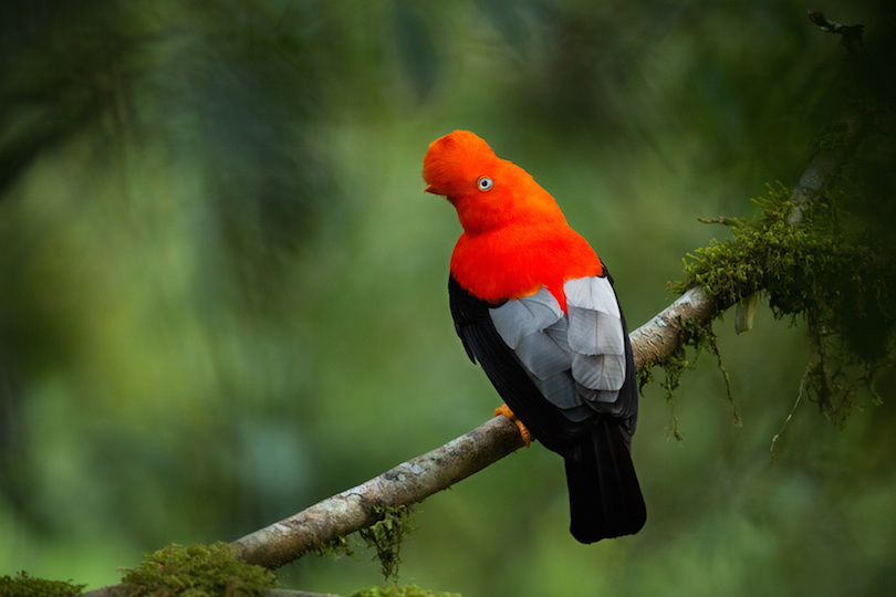 Andean cock-of-the-rock in the beautiful nature habitat, symbol of Peru