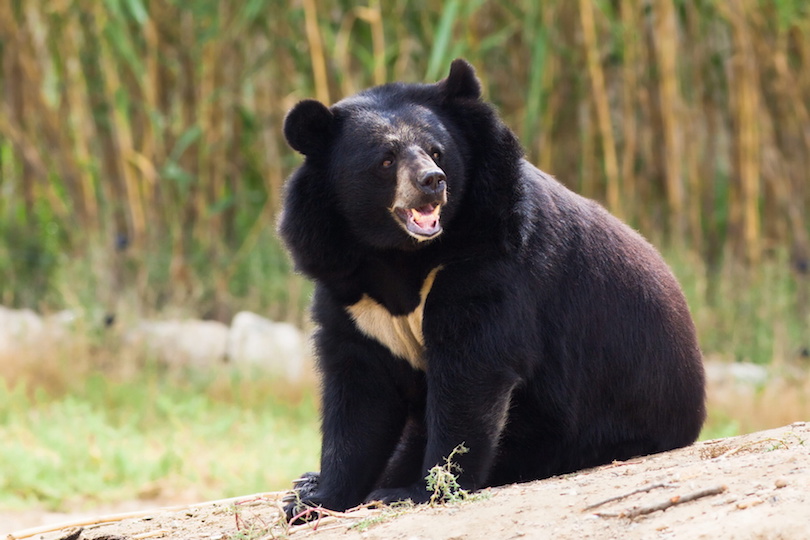Black bear roaring