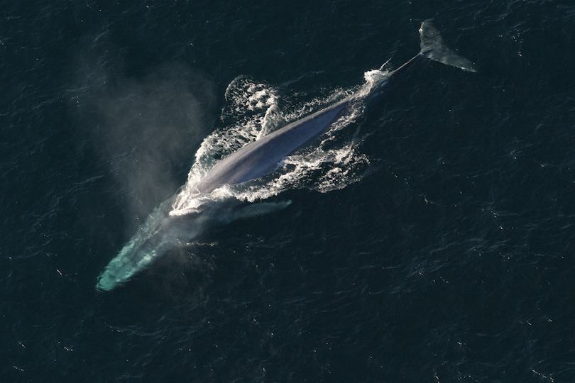 blue whale