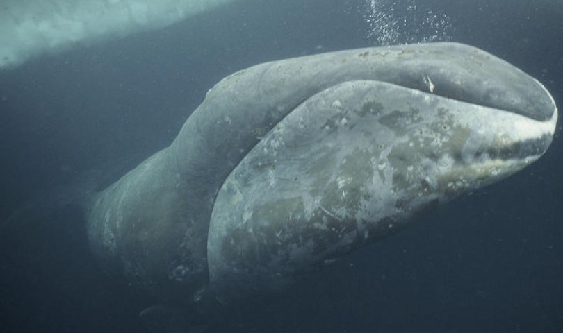 bowhead whale