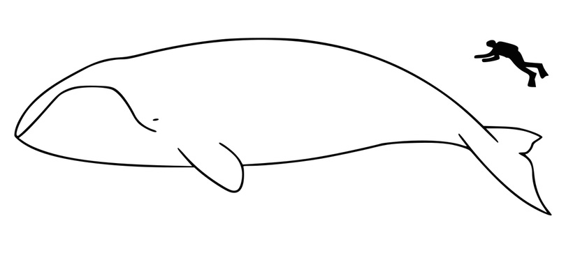 bowhead whale size
