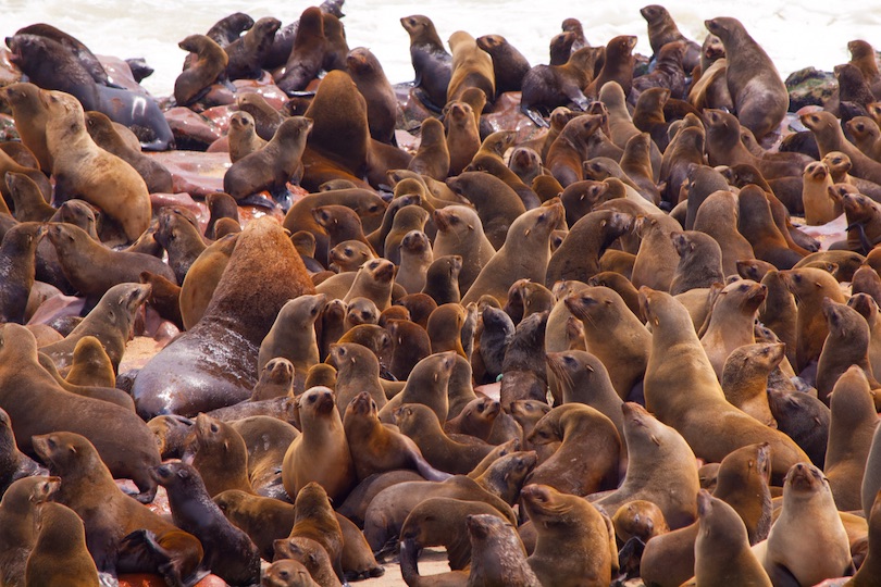 brown fur seal