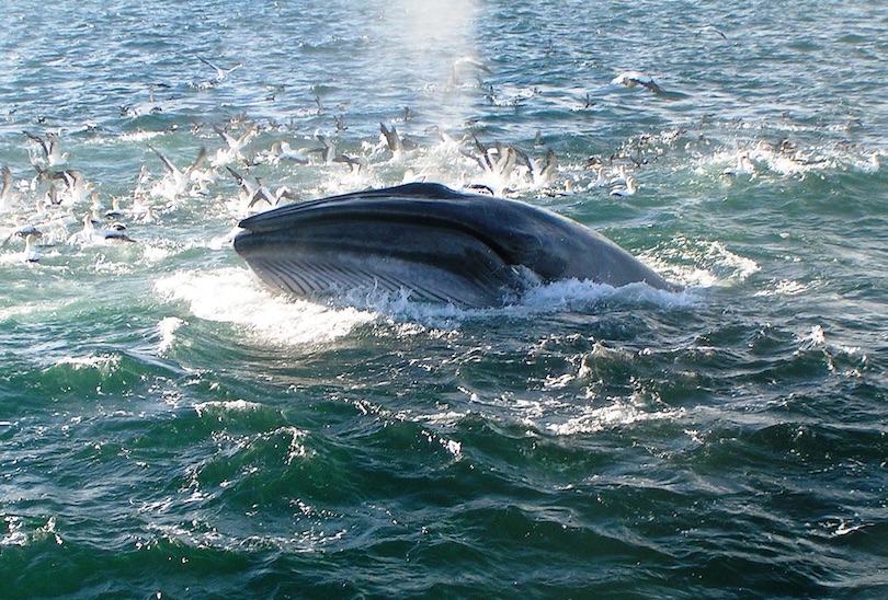 brydes whale
