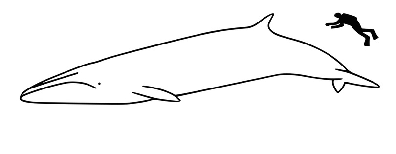 brydes whale size