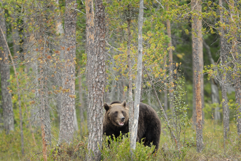 European Brown Bear