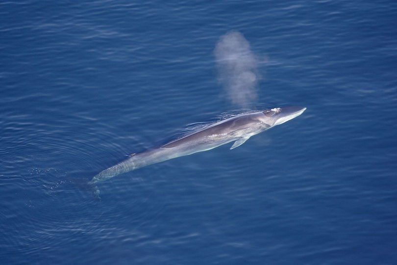 fin whale