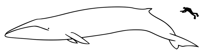 fin whale size