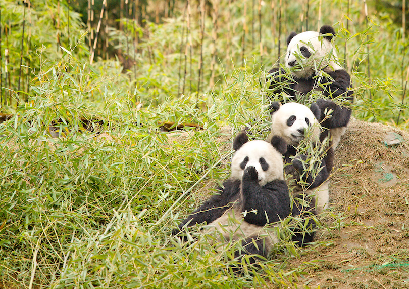 Giant Panda