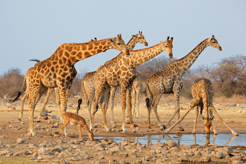 Giraffe herd at waterhole