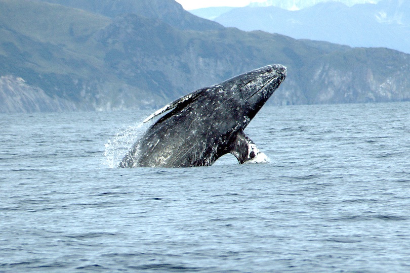 gray whale