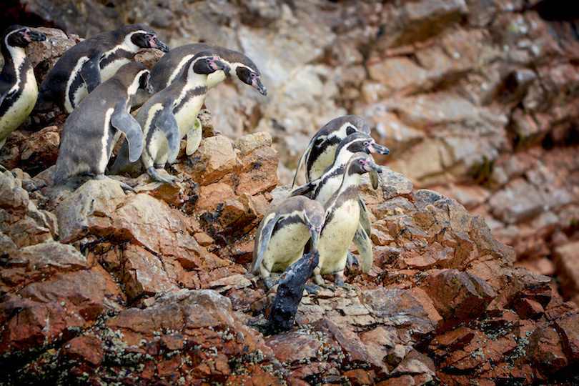 Penguins, Ballestas, Peru