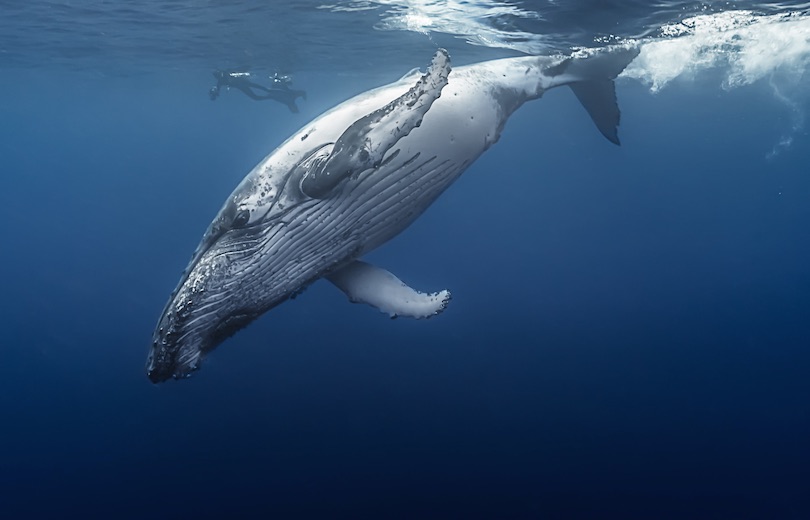 humpback whale