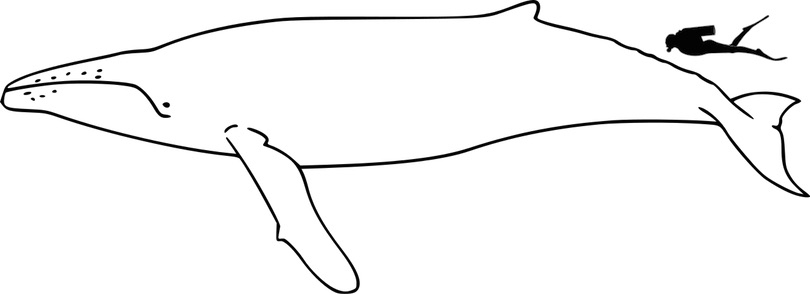 humpback whale size