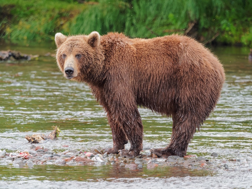 Kamchatka Brown Bear