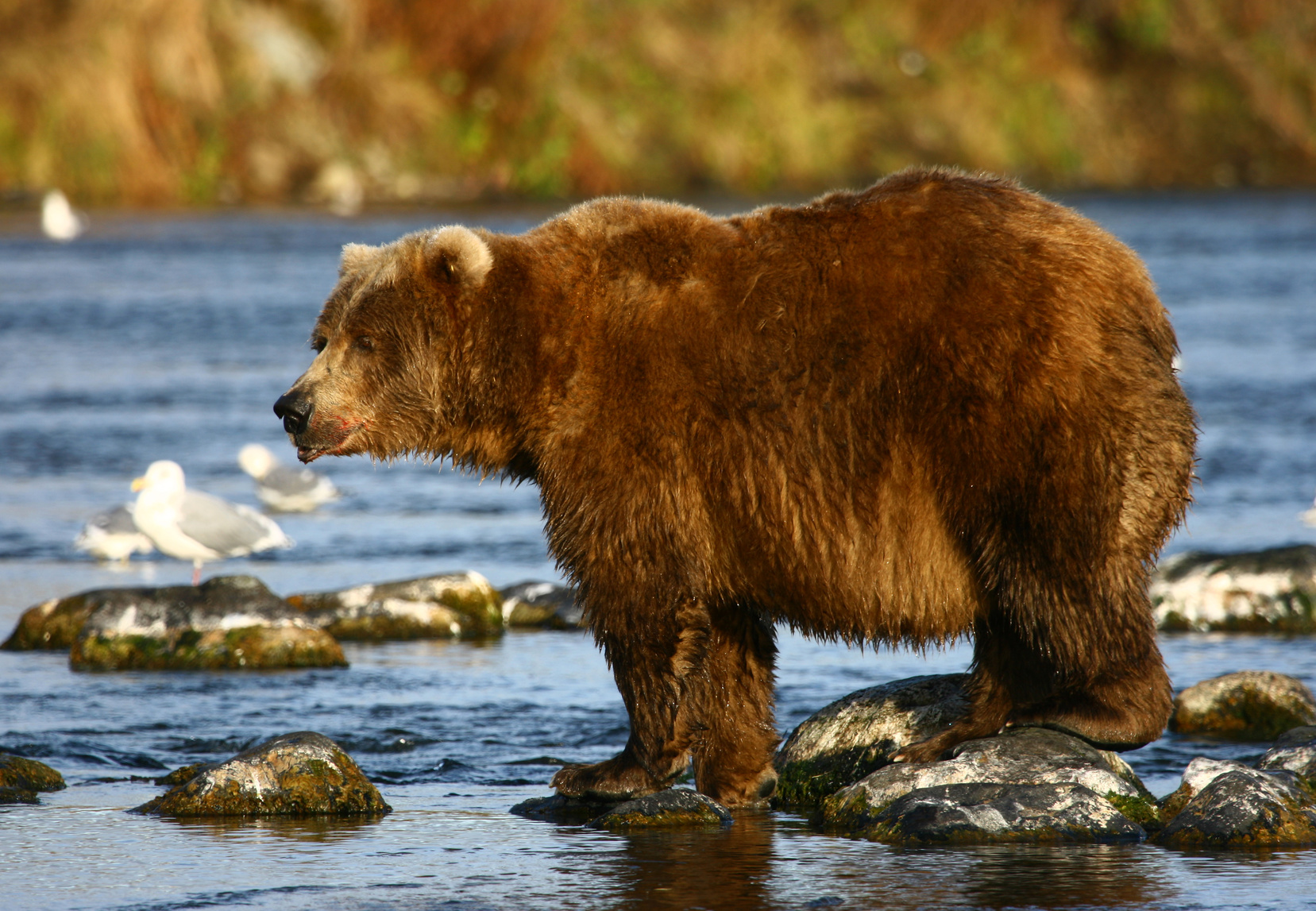 kodiak brown bear