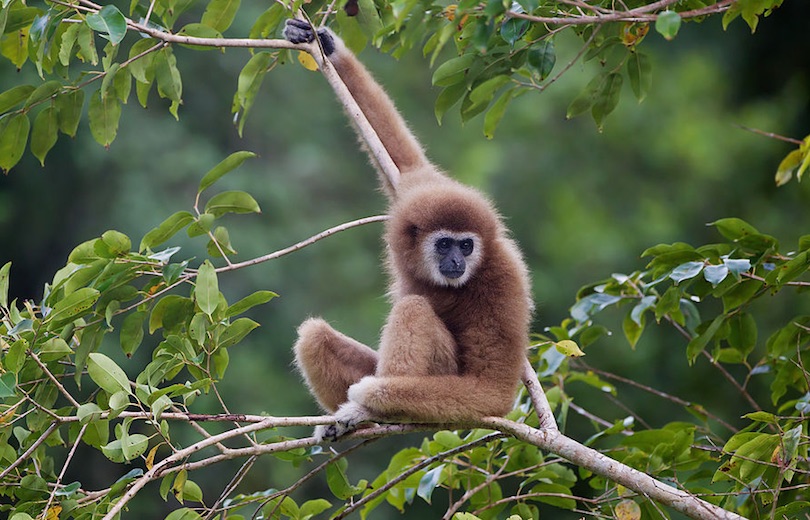 Lar Gibbon