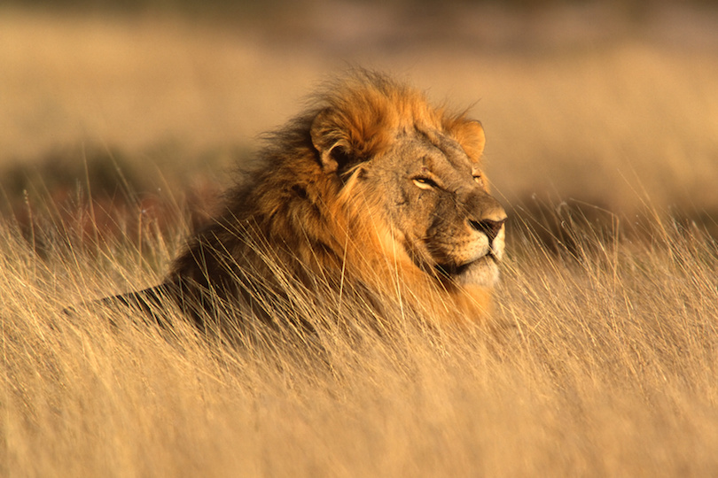 Big male lion