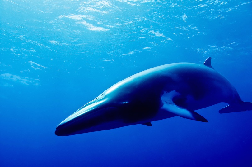 minke whale