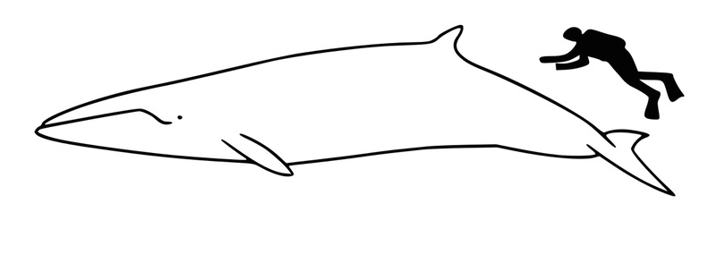 minke whale size