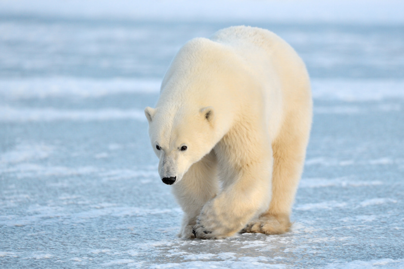 Oso polar caminando sobre hielo azul