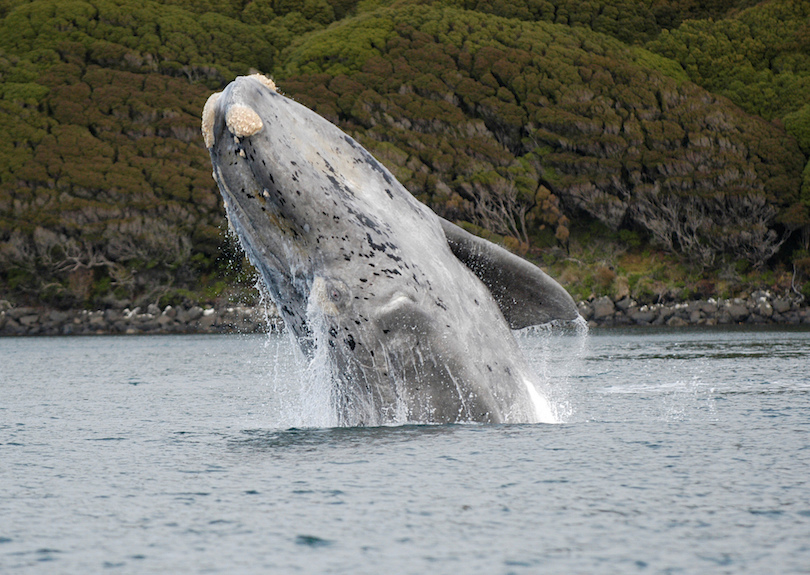 right whale