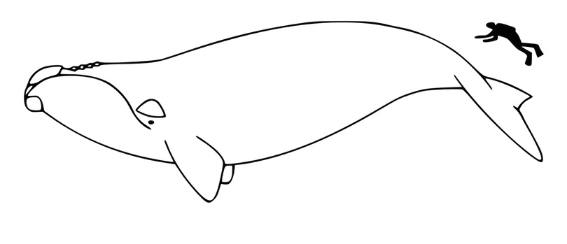 right whale