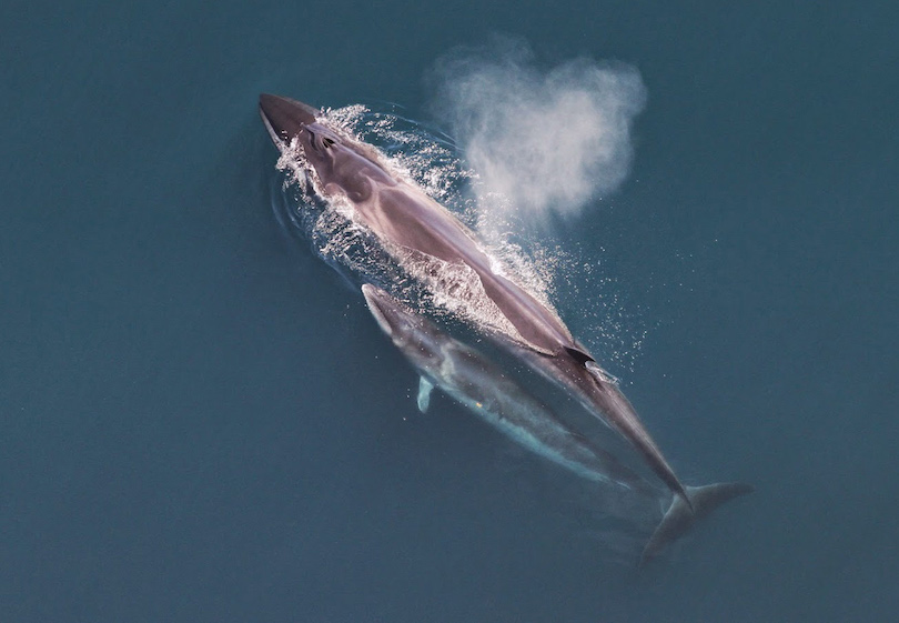 sei whale