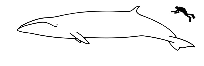 sei whale size