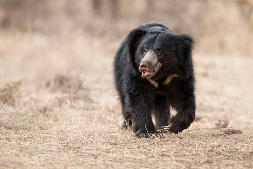 Big beautiful sloth bear male is searching termites in India