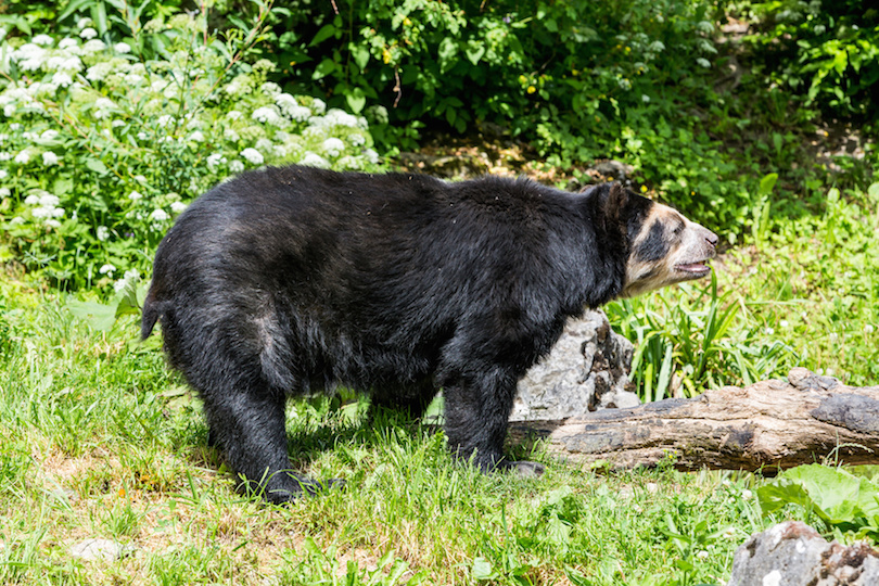 Spectacled Bear