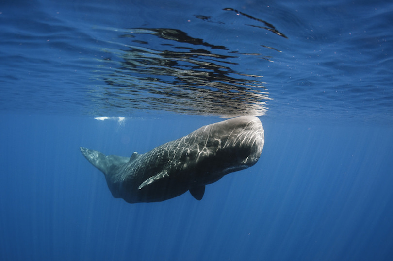 largest whale