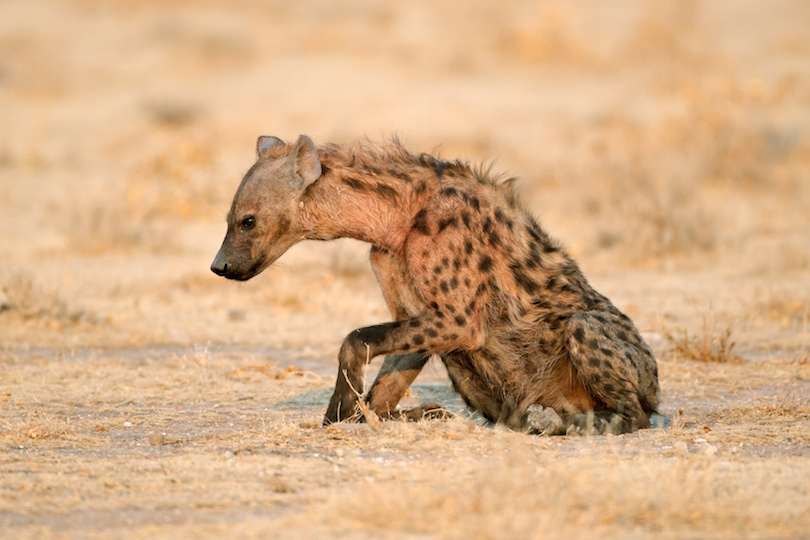 14 Most Interesting Animals In Namibia With Photos WildlifeTrip   Spotted Hyena 