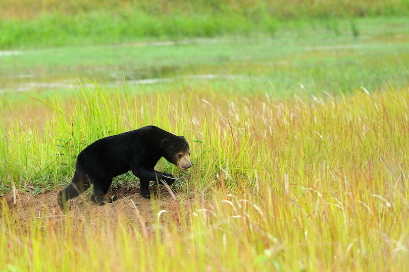 Sun Bear