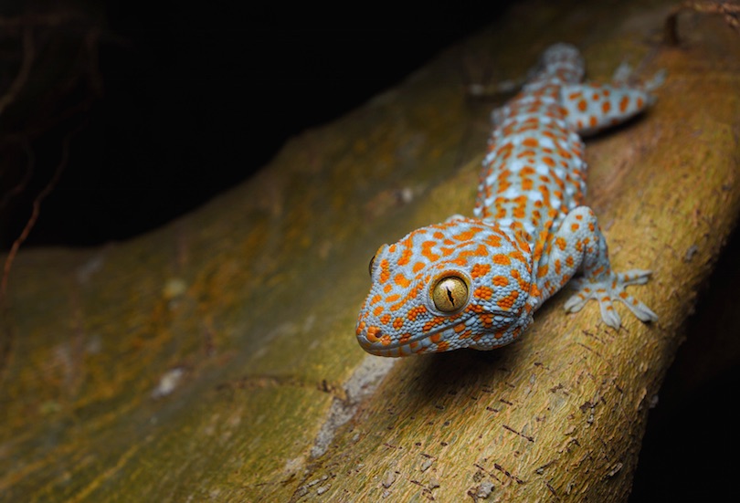 Tokay Gecko