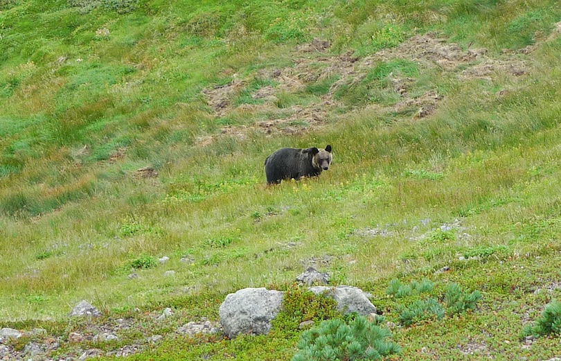 Ussuri Brown Bear