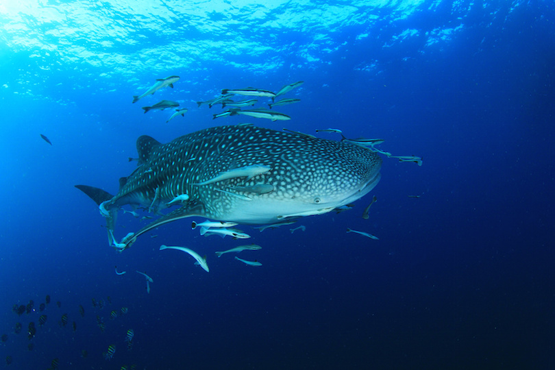 Whale Shark