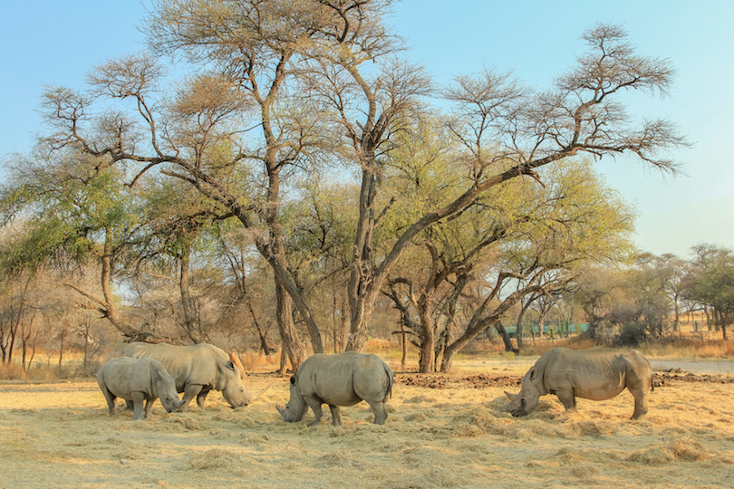 Herd of white rhinoceros grazing under trees near Omaruru, Namibia, Africa