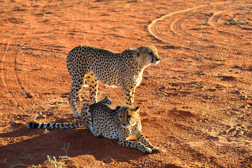 Africa. Namibia. Cheetahs