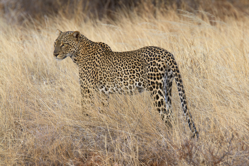 Wild leopard standing in yellow grass