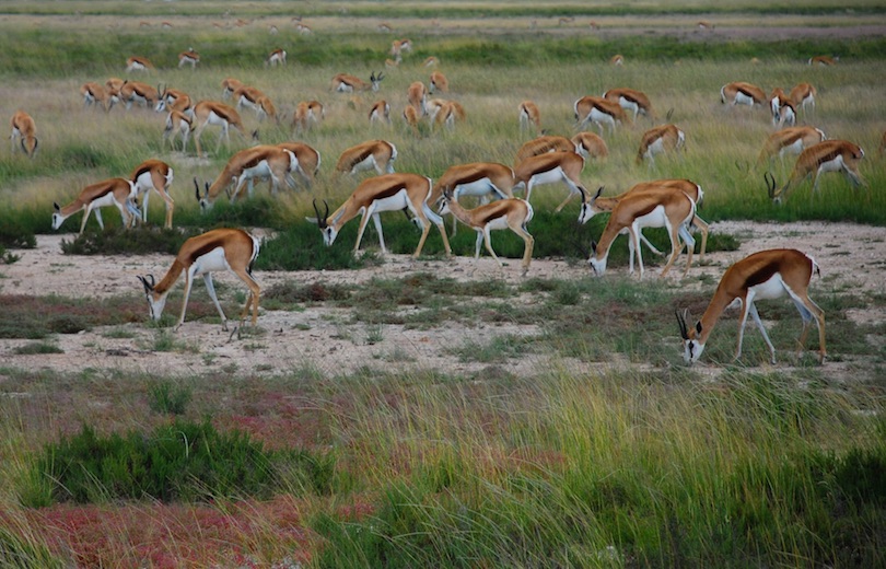 Springbok