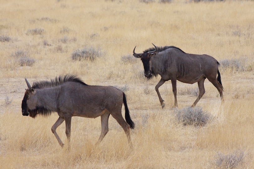 namib desert animals