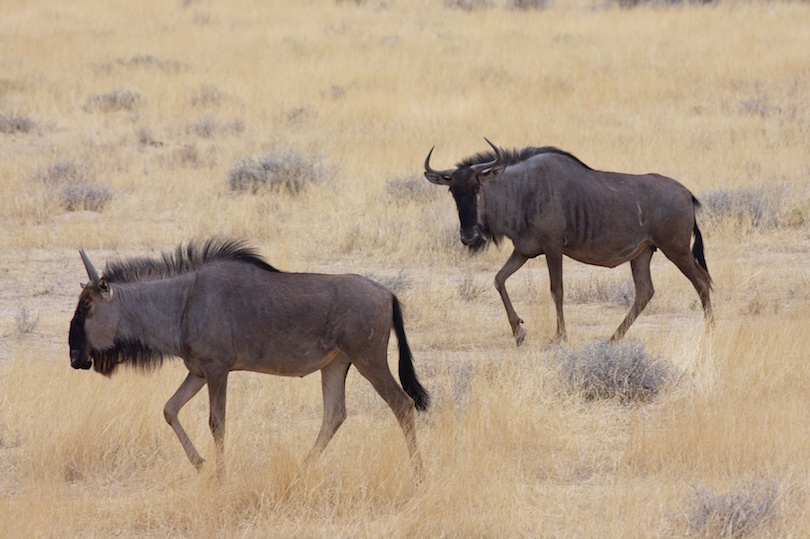 14 Most Interesting Animals In Namibia with Photos WildlifeTrip 14 Most Interesting Animals In Namibia with Photos WildlifeTrip