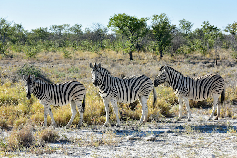 Zebra - Etosha, Namibia