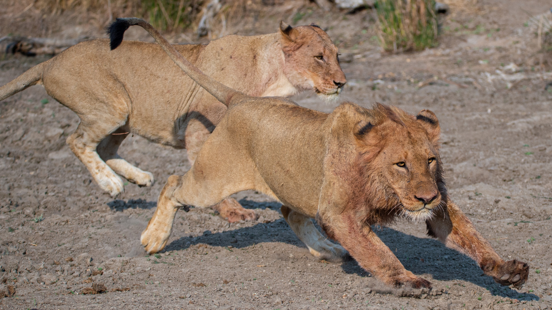 What do Lions Eat? Discover The Lion Diet (with Photos) - WildlifeTrip