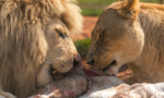 What do Lions Eat