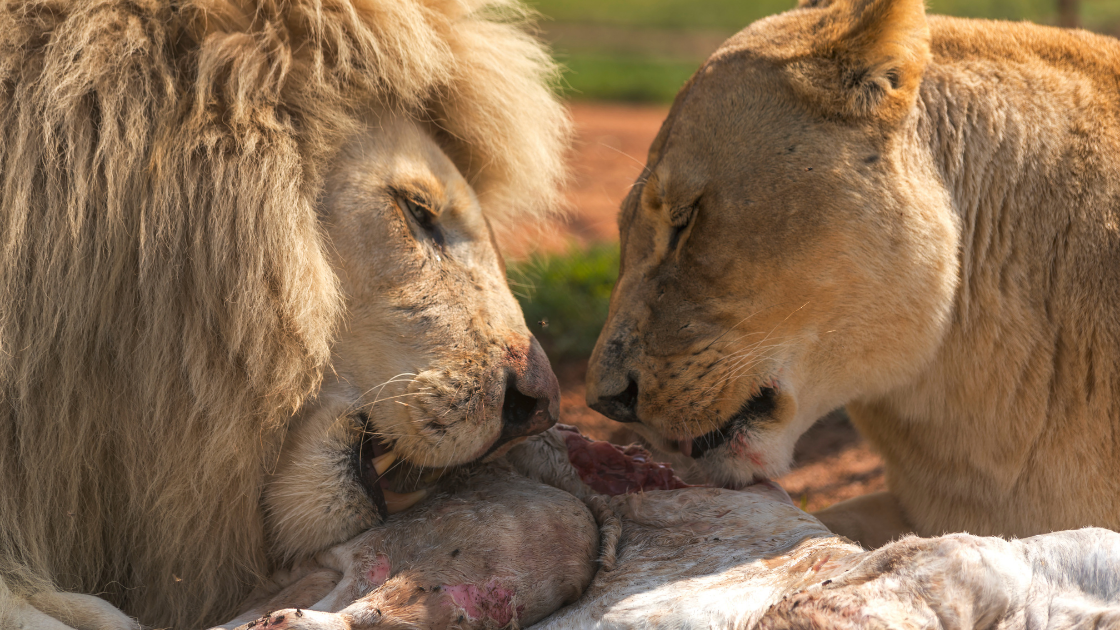 What do Lions Eat? Discover The Lion Diet