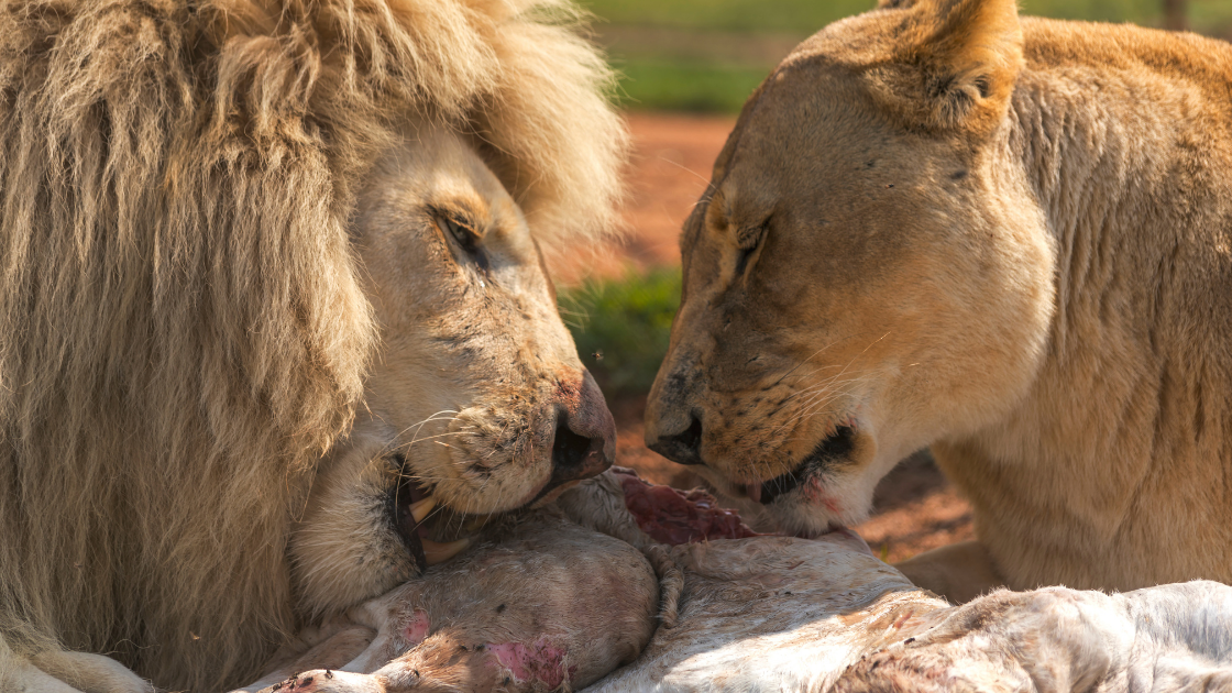 lion eating cheetah