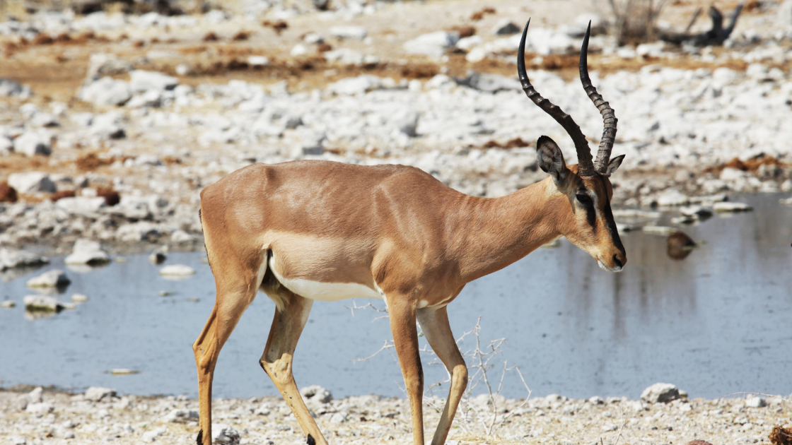 What do Lions Eat? Discover The Lion Diet (with Photos) - WildlifeTrip